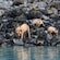 Brown bears approach the water from a rocky shore